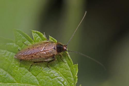 Ectobius lapponicus